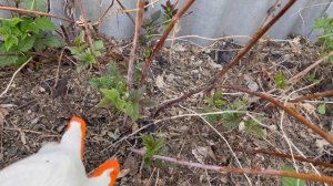 Должен знать каждый, как правильно обрезать малину весной #обрезка