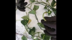 Эпипремнум или Сциндапсус. Размножение черенкованием.