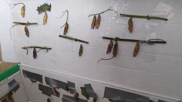 Куколки крапивницы смотреть онлайн