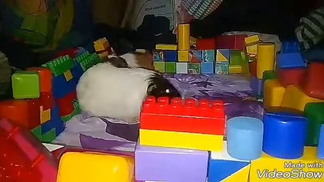 Как познакомить морских свинок. Переселяем на одну территорию смотреть онлайн