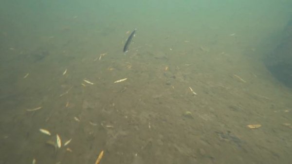 Jackall Rerange 110SP. Подводная съемка. Underwater footage