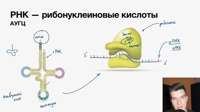 2.23. Виды РНК и функции нуклеиновых кислот | Цитология к ЕГЭ | Георгий Мишуровский смотреть онлайн