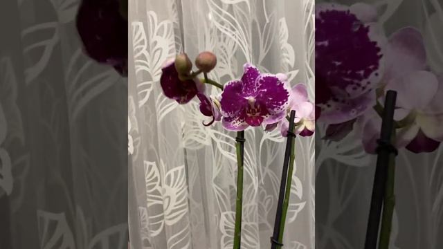 Орхидеи Украина смотреть онлайн