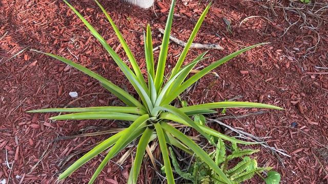 Влог Будни большой семьи в США Шопинг в Walmart Как назвать щенка Выращиваем ананасы смотреть онлайн