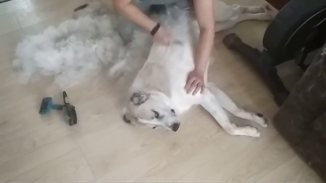 Вы все еще хотите завести алабая?)) смотреть онлайн