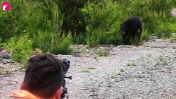 How Hunters And American Farmers Deal With Giant Bears Attacking The City