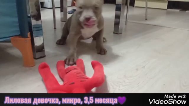 Американский булли микро экзот?лиловый щенок американского булли?#americanbully #exotic #puppy