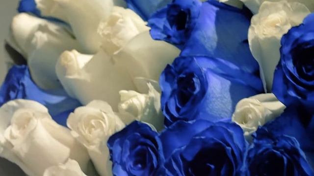 Букет из 51 белой и синей розы смотреть онлайн