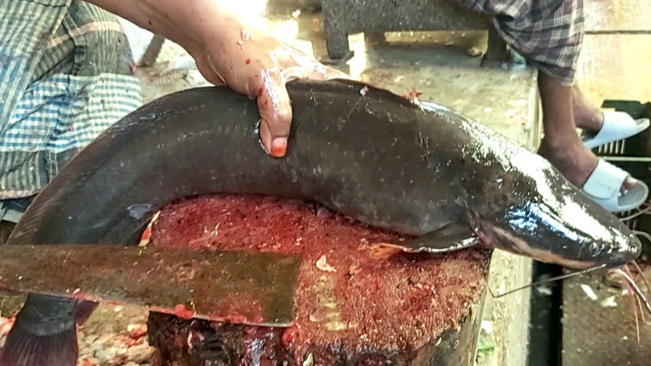 Большой ходячий сом Снятие шкуры и резка живут на рыбном рынке | Разделка рыбы магур смотреть онлайн