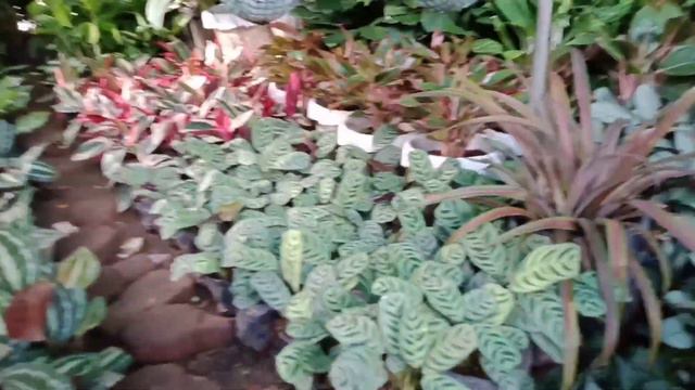 Quezon City Memorial Circle / Plant Shopping Spot... смотреть онлайн