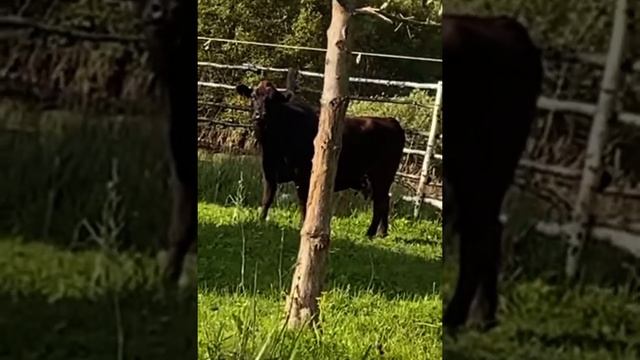 Первый телёнок Абердин-Ангус рождённый на ферме в Калуге смотреть онлайн