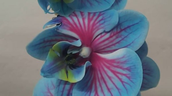 Phalaenopsis Wonder of Nature