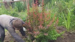 Как размножить барбарис.Опять мороз!!!???