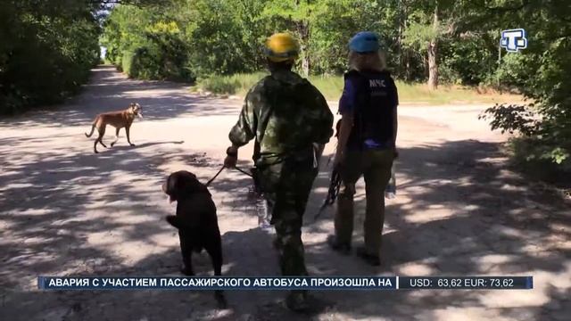Специалисты «Россоюзспас» провели учебно-тренировочные сборы по аттестации служебных собак смотреть онлайн