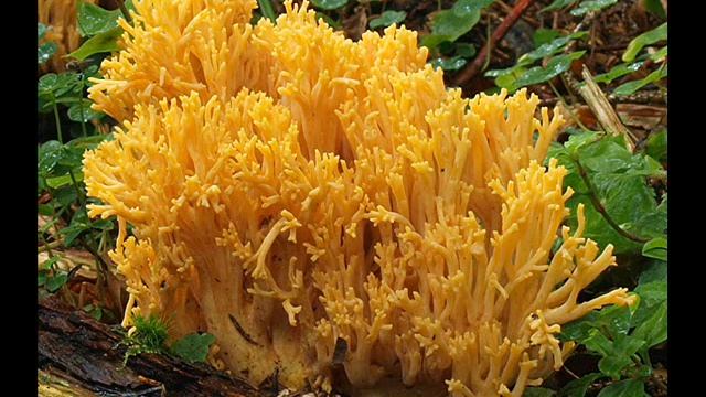 Ramaria Largentii