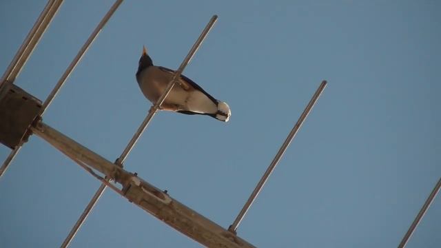 SAMSUNG HMX H200 ZOOM TEST HD-1/1 смотреть онлайн
