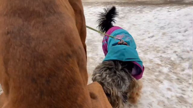 СЛОН и МОСЬКА. Йоркширский ТЕРЬЕР и БОКСЁР Тайсон смотреть онлайн