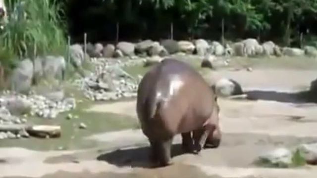 как пукает бегемот смотреть онлайн