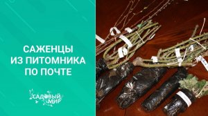 Саженцы из питомника по почте