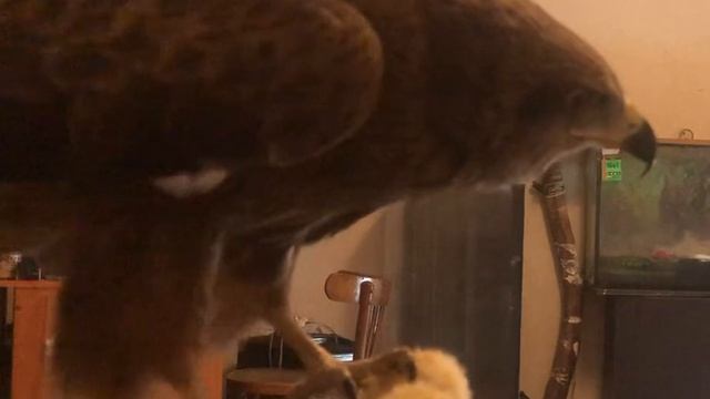 Черный коршун смотреть онлайн