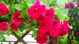 Джаз-Рок-Блюз. Jazz-Rock-Blues