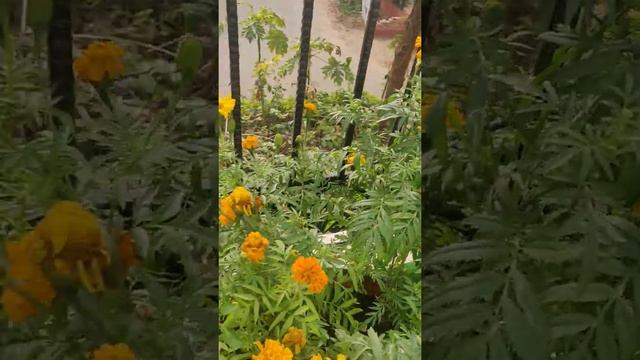 Tithonia, Marigolds, Petunia, and Sunflowers on terrace garden смотреть онлайн