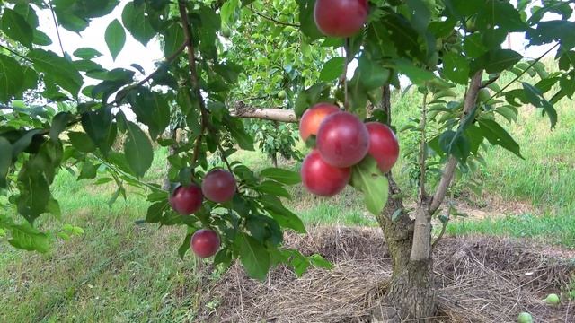 Крупноплодная алыча мармеладного вкуса / Сорт ВИШНЕВАЯ РАННЯЯ смотреть онлайн