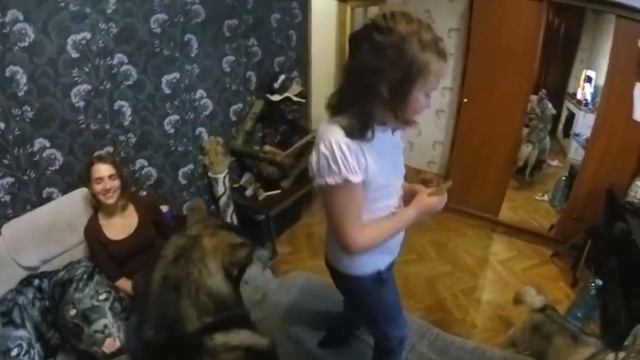 Дрессировка хаски / Лучший кинолог / команды для собак и как научить собаку смотреть онлайн