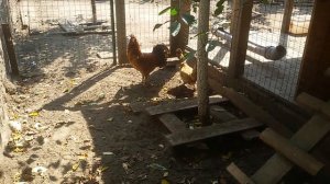 ПАВЛОВСКИЕ КУРЫ. достоинства и недостатки