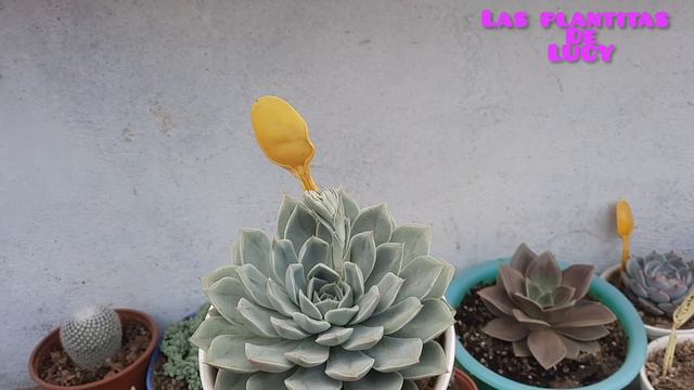 Nunca pensé que al poner a reproducir hojas de suculentas pasaría esto 😱 смотреть онлайн