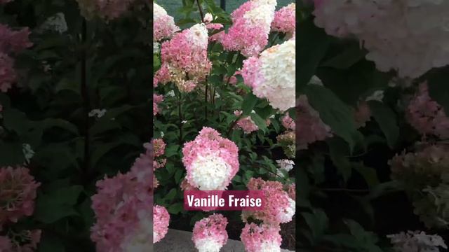 #садгортензий #hydrangea #garden #hortensia #метельчатаягортензия #гортензия #paniculata #сад смотреть онлайн