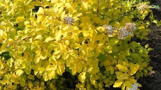? Таволга (спірея) Золотий Фонтан (Голд Фонтейн) ? смотреть онлайн