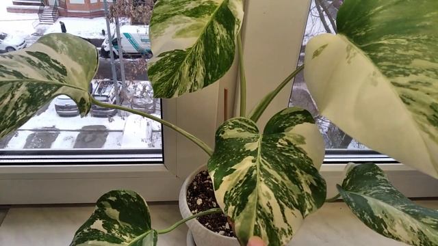 Монстера Альба