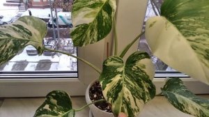 Монстера Альба