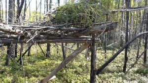 Кулёмка на соболя.