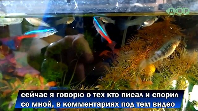 Нужен ли компрессор и аэрация в аквариуме или нет?! смотреть онлайн