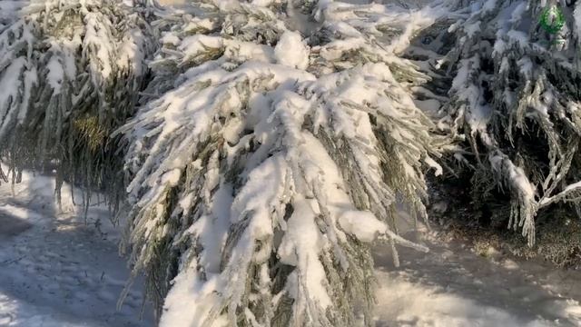 Хрустальный мир. После ледяного дождя. Питомник растений Е. Иващенко смотреть онлайн