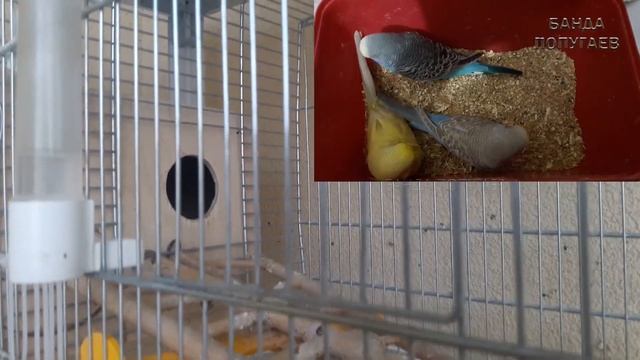 ☕ Ура! Неожиданная кладка у пары супер птичек! :)))