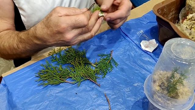 Очень простой способ укоренения туи в комнатных условиях. смотреть онлайн