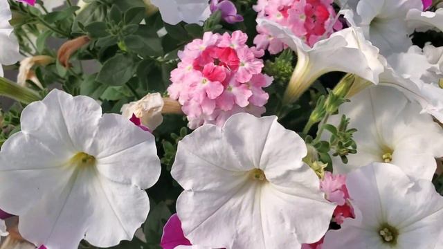 Hanging Basket Ideas: How Many Plants for a Hanging Basket? Tips and Tricks