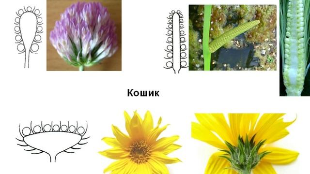 Будова суцвіття ukr смотреть онлайн