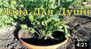 Как посадить ХРЕН, чтобы не пришлось от него избавляться?