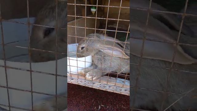 Кармушка для кроликов своими руками)))! смотреть онлайн