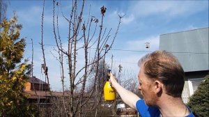 Александр Петров. Обработка от яблонного цветоеда