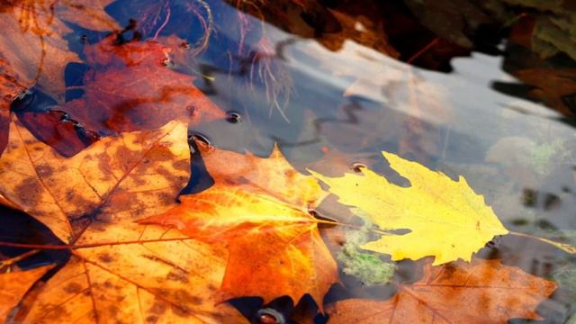 ЖИЗНЬ НА НОВОЙ ЗЕМЛЕ (УСПЕШНАЯ ЖИЗНЬ) смотреть онлайн