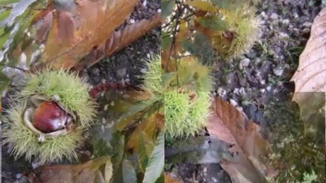 КАШТАНЫ    КАШТАНЫ,,,