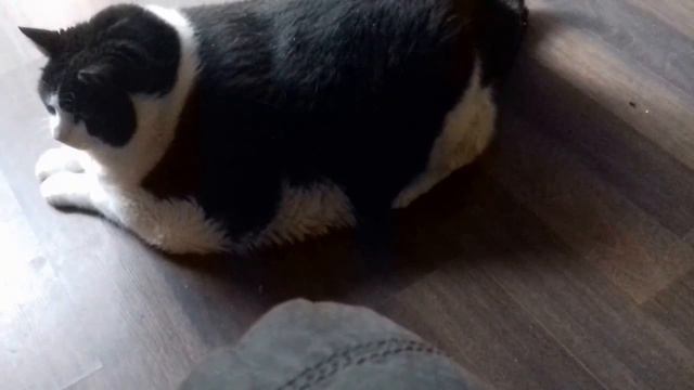 Ожиревший немецкий кот Кархен 25 килограмм!!! смотреть онлайн