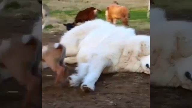 попрыгаем смотреть онлайн