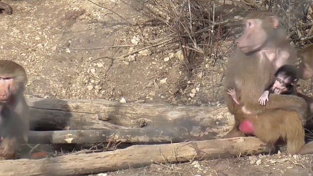 Гамадрилы. Мамочки с малышами💕(всех угостили). ТАЙГАН. смотреть онлайн