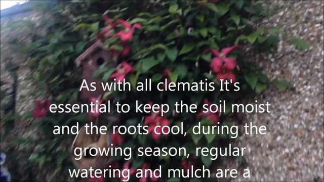 Clematis Abundance Viticella In Bloom, Help Care Tips.